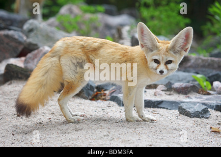 Fennec Fuchs (Vulpes zerda). Nach ständigen Stockfoto