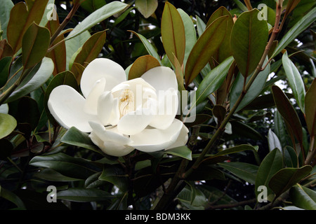 Magnolia Grandiflora in voller Blüte Stockfoto