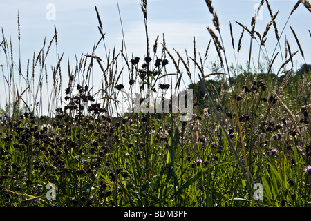 Wildblumen, Disteln und Unkraut im Prairie Field, Manitoba, Kanada Stockfoto