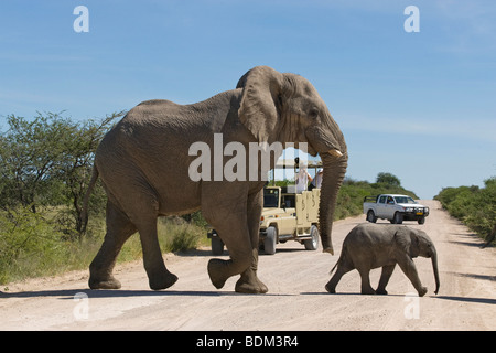 Spiel-Antrieb - Stier Elefanten und Kalb Loxodonta Africana beim Überqueren der Straße Etosha Nationalpark Namibia Stockfoto