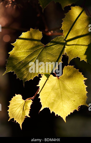 Blätter der Weinrebe im Gegenlicht - Anbau von Reben Stockfoto