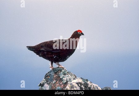 Moorschneehühner auf Flechten bedeckt rock Stockfoto