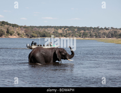 Afrikanischer Elefant stehend mit seinem Rüssel hochgestellt, schnuppern, während Touristen andere Chobe River, Botswana beobachten Stockfoto