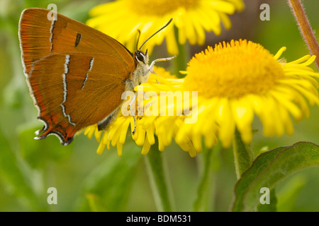 weiblich braun Zipfelfalter Stockfoto