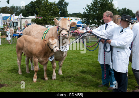 Britische Blonde Kuh und Kalb, ausgestellt am Burwarton zeigen, Shropshire, England Stockfoto