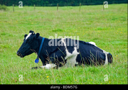 eine friesische Kuh liegend in einem Feld, bevor es regnet. Stockfoto
