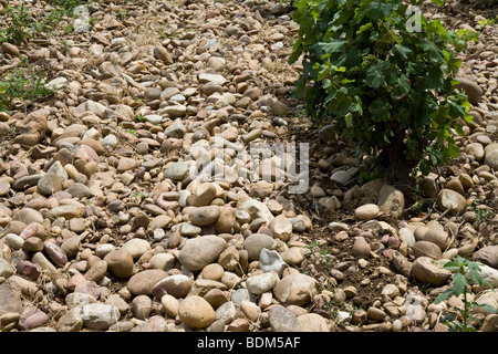 30 Jahre alten Weinreben auf einem Weingut in Chateauneuf Du-Pape, Frankreich, zeigt die stoney Boden, dass diese Trauben wachsen Stockfoto