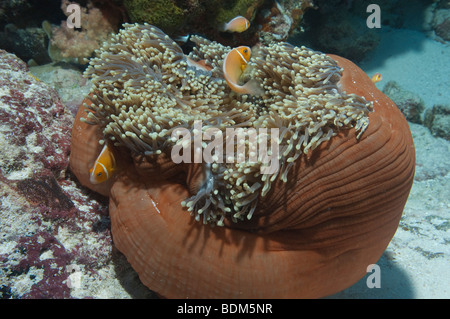 Eine geschlossen bis prächtigen Seeanemone mit rosa Anemonenfische an einem Riff in Palau. Stockfoto