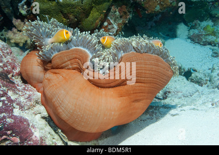 Eine geschlossen bis prächtigen Seeanemone mit rosa Anemonenfische an einem Riff in Palau. Stockfoto