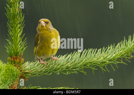 Grünfink im Sommerregen Stockfoto