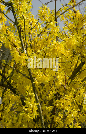 Forsythia x intermedia 'Spectabilis' Stockfoto