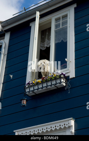 Ein weißer Pudelhund schaut aus einem Fenster im Obergeschoss Haus. Alesund. Norwegen Stockfoto