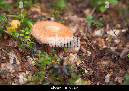 Lactarius Torminosus (eine Koralle milchig Kappe), wächst in Nordisches Holz Stockfoto