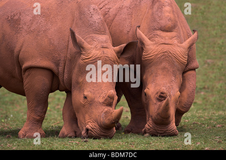 Weiße Nashörner, Ceratotherium Simum, in Gefangenschaft, native ins südliche Afrika Stockfoto