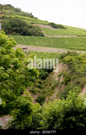 Weinberge an den Ufern des Flusses Rhein, Deutschland Stockfoto