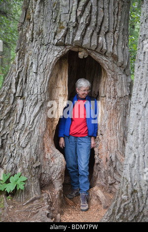 Eagle River, Alaska - eine Frau erforscht einen hohlen Baum im Chugach State Park. Stockfoto