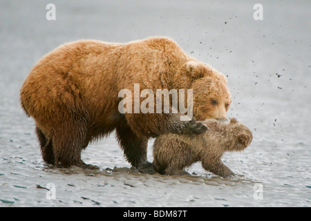 Alaskan Braunbären (aka Grizzlybären) in ihrer natürlichen Umgebung in Alaska. Mutter Bär Disziplinierung ihr junges von Klemmen und Stockfoto