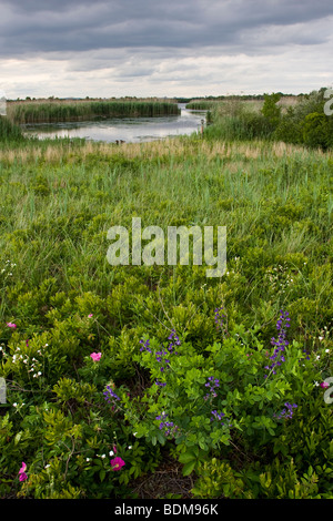 Wildblumen und die West-Teich an der Jamaica Bay National Wildlife Refuge, Queens, New York Stockfoto