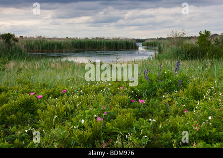 Wildblumen und die West-Teich an der Jamaica Bay National Wildlife Refuge, Queens, New York Stockfoto