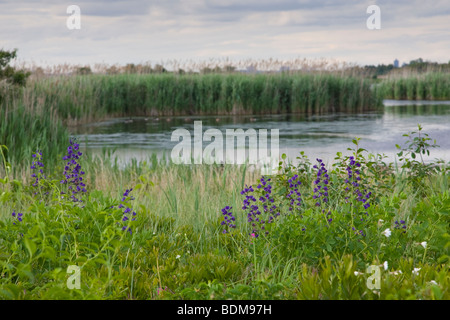 Wildblumen und die West-Teich an der Jamaica Bay National Wildlife Refuge, Queens, New York Stockfoto