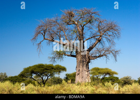 Extrem große Baobab Baum gegen den strahlend blauen Himmel kleiner Akazien unter Niederlassungen in Okavango Delta in Botswana Stockfoto