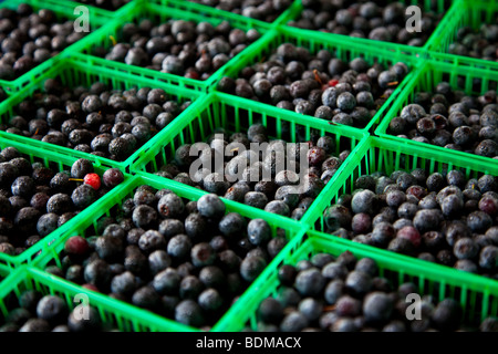 Frische Heidelbeeren von South Carolina auf eine organische lokaler produzieren Bauernmarkt in Marion Square in Charleston, South Carolina Stockfoto