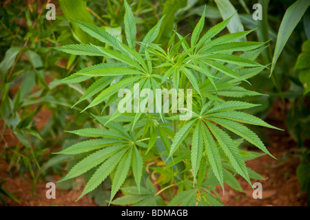 Ein Marihuana-Pflanze Stockfoto