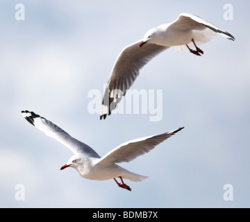 Ein paar Möwen im Flug Stockfoto