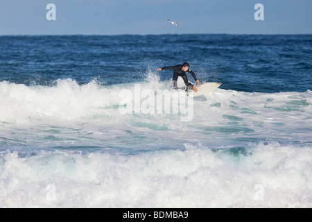 Surfer am Bondi Beach in Sydney, Australien Stockfoto