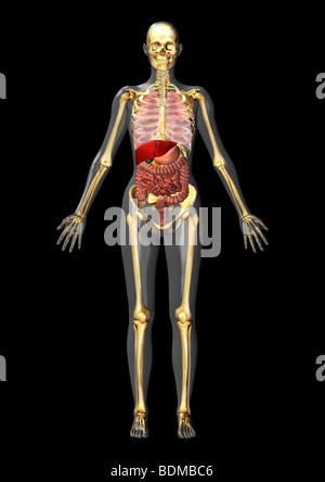 menschliche anatomische Abbildung eines erwachsenen Mannes zeigt Skelett, Lunge, Leber, Gallenblase, Bauchspeicheldrüse, Magen, Darm Stockfoto