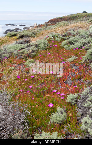 Küstenlandschaft entlang der "Big Sur" an der zentralen Küste Kaliforniens, USA Stockfoto