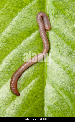 Gemeinsamen Regenwurm (Lumbricus Terrestris) auf Blatt Stockfoto