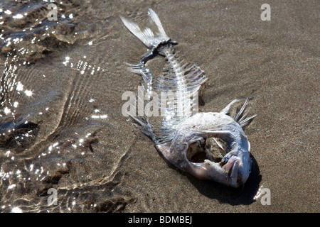 Tote Fische angespült am Strand auf Waiheke Island (Neuseeland) Stockfoto