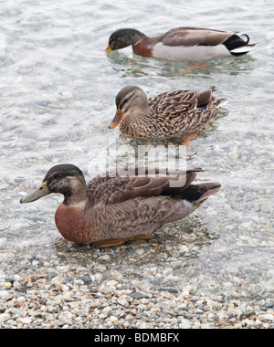 Drei Enten auf dem See in Queenstown Stockfoto