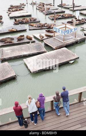 Kalifornischen Seelöwen auf den Docks am Pier 39 in San Francisco, USA Stockfoto