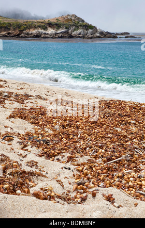 Strand von Carmel an der zentralen Küste Kaliforniens, USA Stockfoto