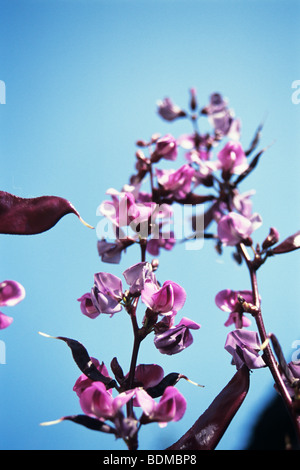 Nahaufnahme mit schönen, lila Blume mit blauen Himmel im Hintergrund Stockfoto