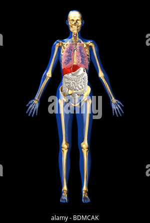 menschliche Anatomie Abbildung zeigt Stockfoto