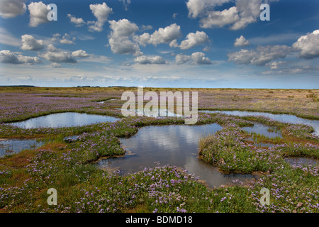 Strandflieder Limonium Vulgare Toynbee Sümpfe Norfolk im Hochsommer Stockfoto