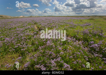 Strandflieder Limonium Vulgare Burnham Sümpfe Norfolk im Hochsommer Stockfoto