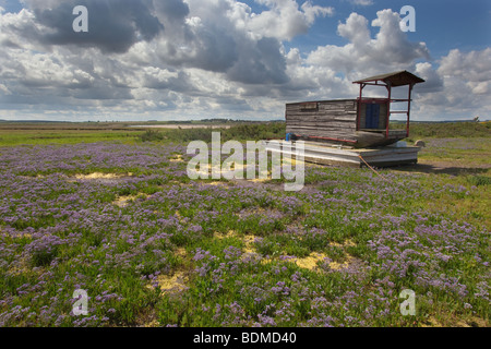 Strandflieder Limonium Vulgare Burnham Sümpfe Norfolk im Hochsommer Stockfoto