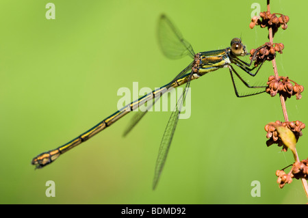 weibliche Willow Emerald Damselfly Lestes viridis Stockfoto