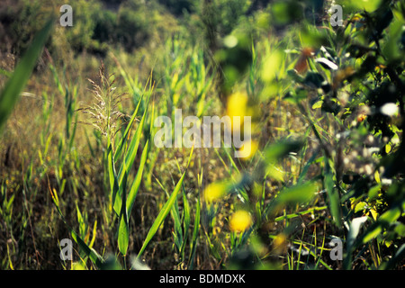 Hintergrund mit schönen, farbigen Pflanzen auf Land Europas Stockfoto