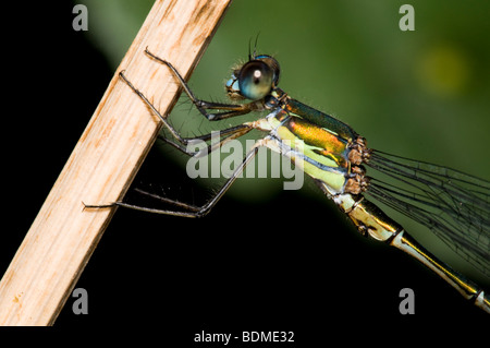 Willow Emerald Damselfly Lestes viridis Stockfoto