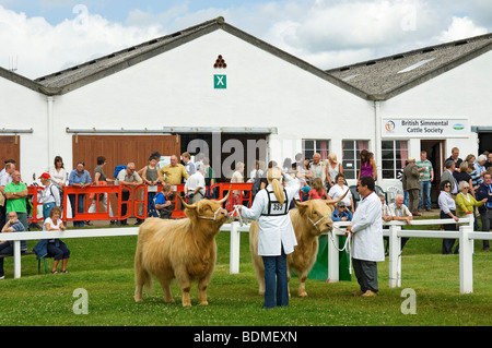 Highland Cattle in der Großen Yorkshire zeigen im Sommer Harrogate, North Yorkshire England UK Vereinigtes Königreich GB Großbritannien beurteilt werden Stockfoto