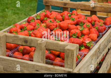 Poinet Punnets aus frischen Erdbeeren Obst zum Verkauf im Sommer North Yorkshire England UK Vereinigtes Königreich GB Großbritannien Stockfoto