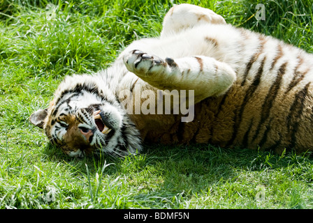 Sibirischer Tiger Stockfoto