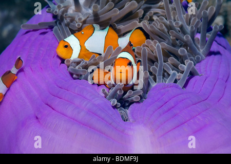 Falscher Clown-Anemonenfische (Amphiprion Ocellaris). Andamanensee, Thailand. Stockfoto