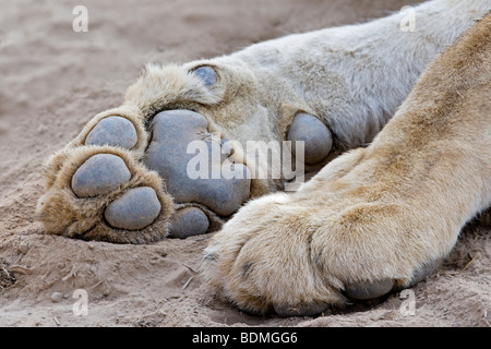 Pfoten einer Löwin oder Löwe (Panthera Leo), South Luangwa Nationalpark, Sambia, Afrika Stockfoto