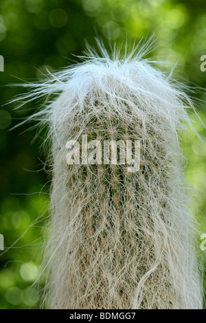 Alter Mann Kaktus (Cephalocereus Senilis) Stockfoto